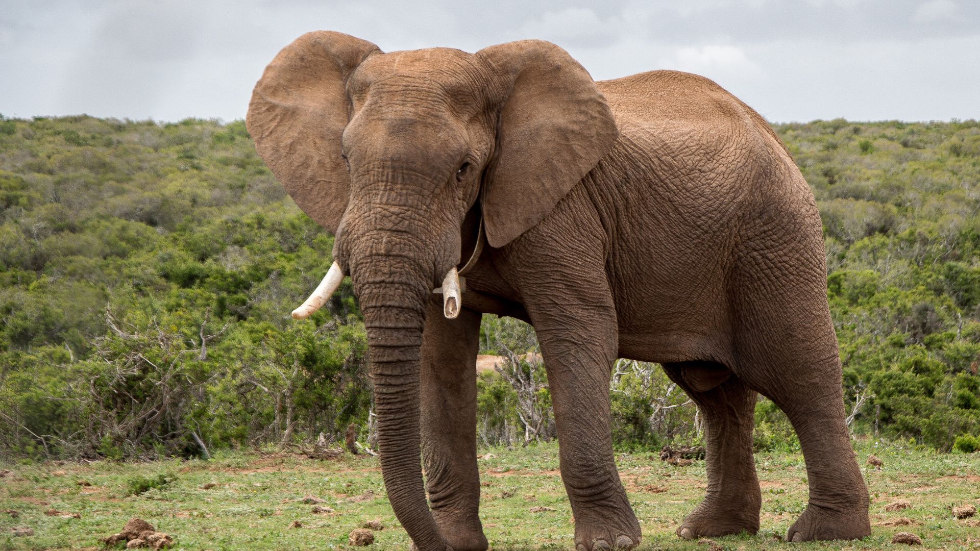 Asiatic Elephant Jim Corbett
