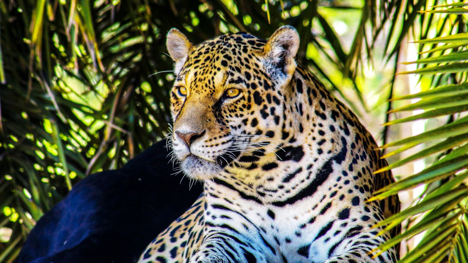 Indian Leopard Jim Corbett National Park