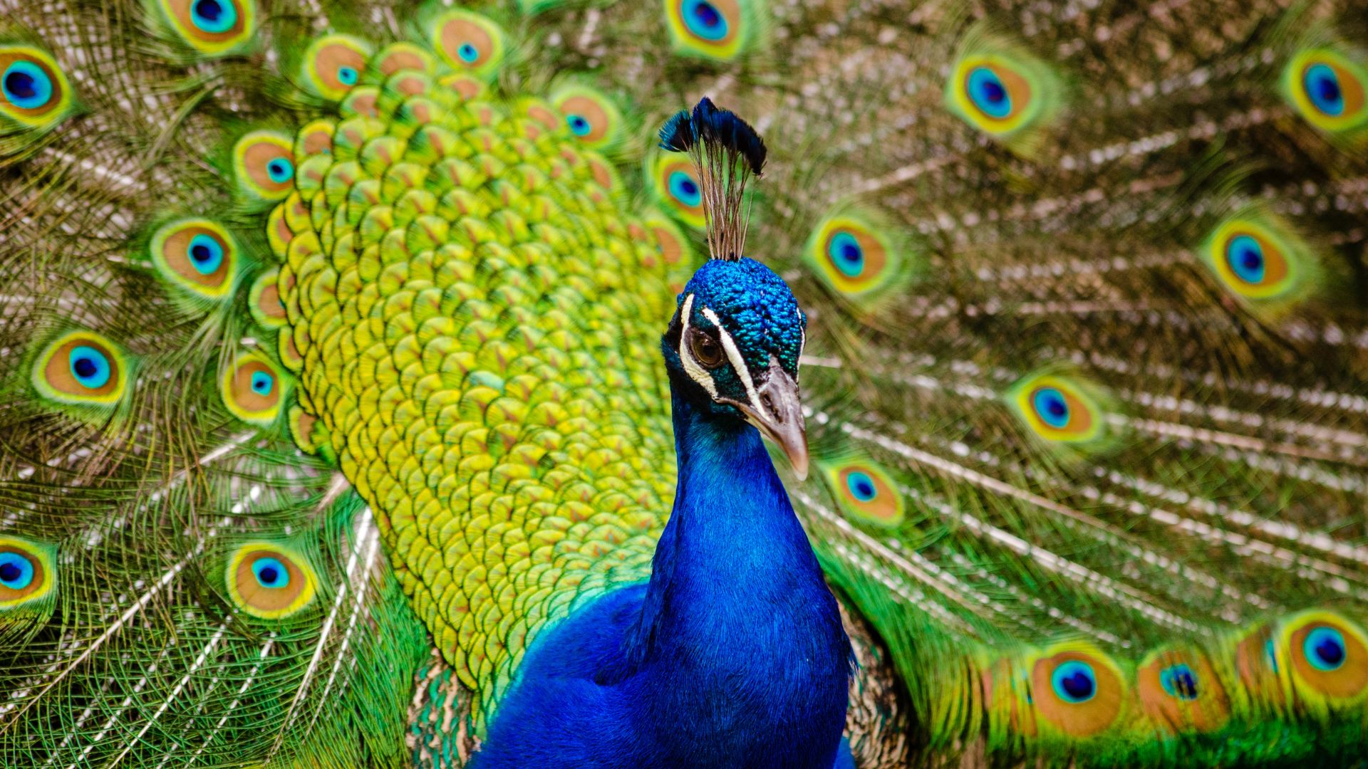 Indian Peacock display Jim Corbett