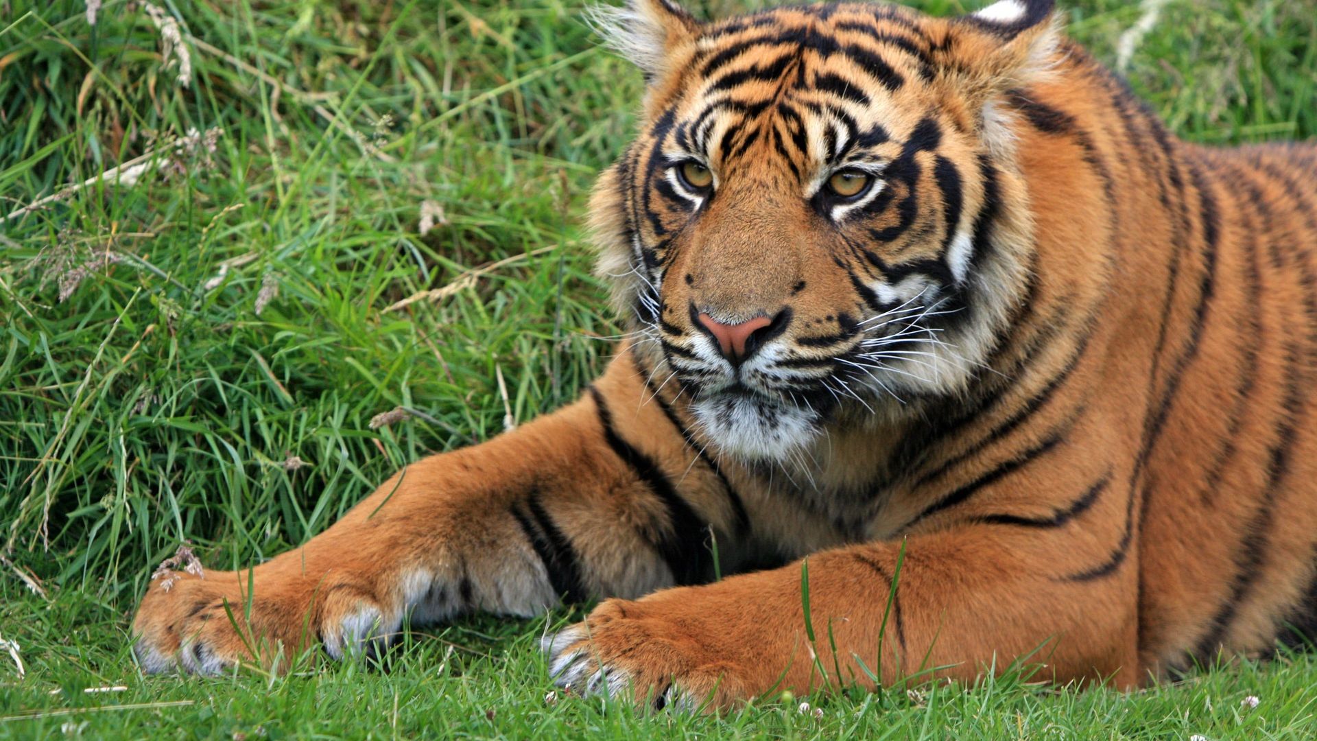 Tiger at waterhole Jim Corbett