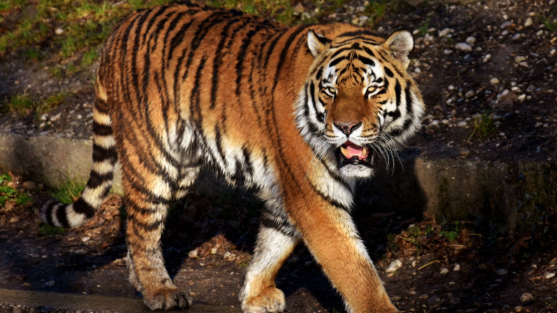 Royal Bengal Tiger Jim Corbett